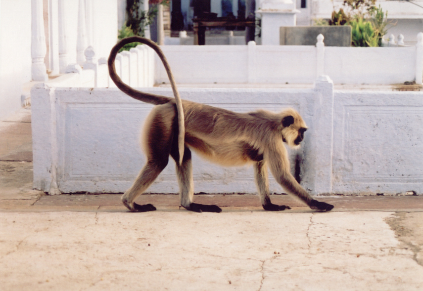 pushkar-monkey-reaching-for-nut.jpg