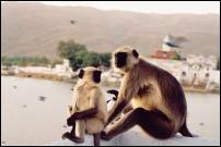 pushkar monkey mother and child