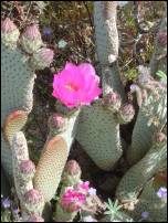 flowering cactus 2