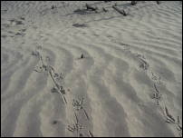 dunes roadrunner tracks 2