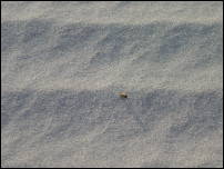 dunes wandering bee 2