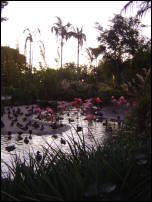 the magic hour + flamingoes 2