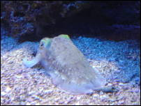 manaco aquarium cuttlefish