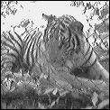 [laos_kwang_si_tiger.gif]