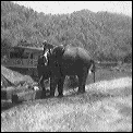 [laos_mekong_working_elephant.gif]