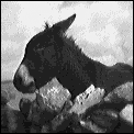 [burren_donkey.gif]