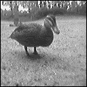 [a_duck.gif]