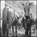 [donkeys.gif]
