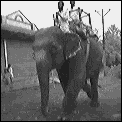 [elephant_walking_down_street.gif]
