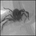 [big_huntsman_spider.gif]