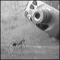 [ant_v_camera.gif]