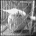 [cockatiel.gif]