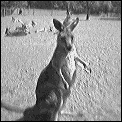 [roo_2.gif]