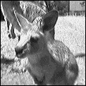 [wallaby_close_up.gif]
