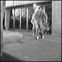 [street_performers.gif]