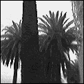 [St_Kilda_palm_trees.gif]